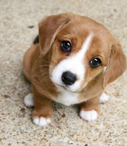 Top 100 Birthday Gift Ideas For Wife - Gift Guide to Husband 16 cute puppy