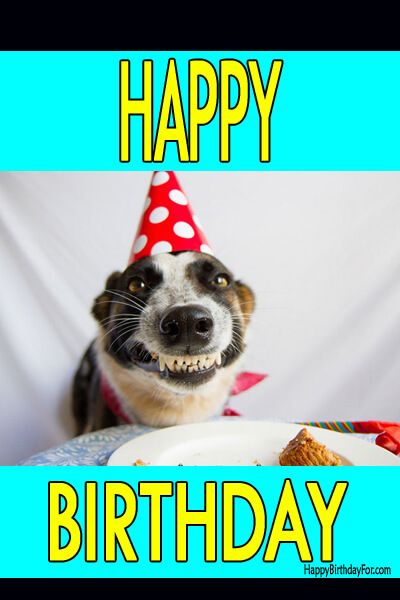 Happy Birthday Meme Dog