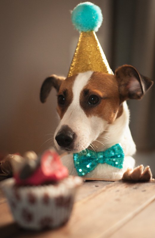 6 Pawsome Ways to Make Your Dogs Birthday Memorable